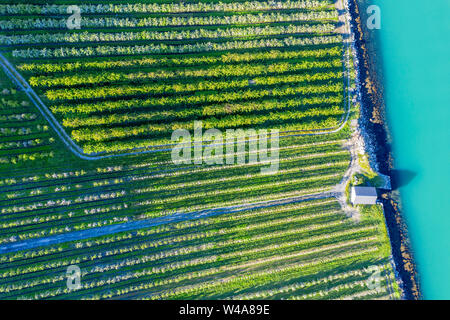 Apple farm vicino a Lofthus al Sörfjord, una succursale dell'Hardangerfjord, blomstering in maggio, drone shot, Hardanger, Norvegia Foto Stock