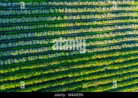 Apple farm vicino a Lofthus al Sörfjord, una succursale dell'Hardangerfjord, blomstering in maggio, drone shot, Hardanger, Norvegia Foto Stock