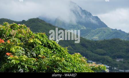 Un Garzetta saldi sulle cime degli alberi di una foresta pluviale hawaiano Foto Stock