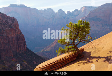 Un unico albero si trova lontano da sopravvivere da crescente al di fuori di un mountain top boulder nel Parco Nazionale di Zion Foto Stock