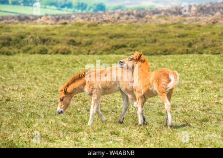 Pony e pony giovani puledri nel Parco Nazionale di Dartmoor, Devon, West Country, Inghilterra, Regno Unito. Foto Stock