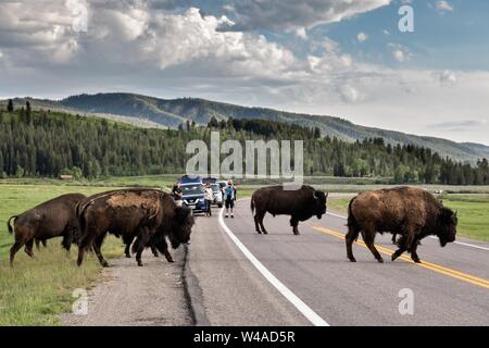 Una mandria di North American Bison cross Highway 89 lungo Elk Ranch Appartamenti fermando il traffico al Parco Nazionale di Grand Teton in Moran, Wyoming.