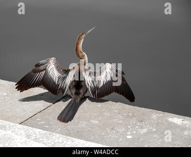 Anhinga acqua bird si asciuga le loro ali Foto Stock