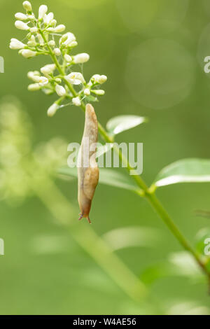 Campo grigio slug (Deroceras reticulatum) utilizzando il fango per sé inferiore verso il basso da fiore Foto Stock