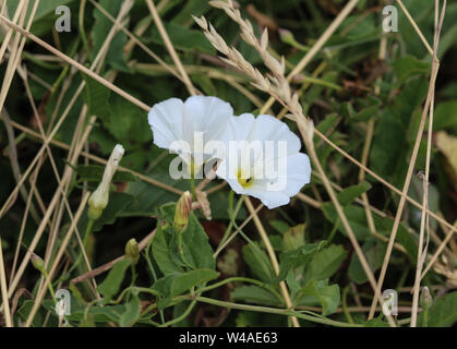 Close up Convolvulus arvense o campo centinodia fiore che sboccia sul prato Foto Stock