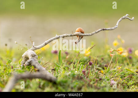 A labbro marrone lumaca (Cepaea nemoralis) appesi a un ramo in Cherry Hinton chalk PIT PIT Foto Stock