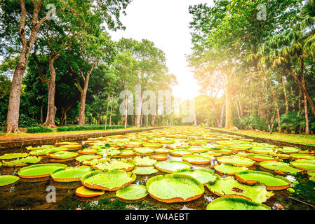 Sir Seewoosagur Ramgoolam Botanical Garden sulla paradisiaca isola di Mauritius. Tonica immagine. Foto Stock