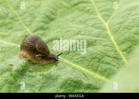 Dusky slug (Arion subfuscus) soffia bolle di fango dai suoi pori di respirazione mentre seduto su una grande textured foglia verde con bokeh di fondo anteriore Foto Stock