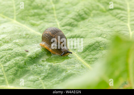 Dusky slug (Arion subfuscus) soffia bolle di fango dai suoi pori di respirazione mentre seduto su una grande textured foglia verde con bokeh di fondo anteriore Foto Stock