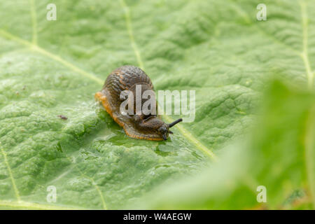 Dusky slug (Arion subfuscus) soffia bolle di fango dai suoi pori di respirazione mentre seduto su una grande textured foglia verde con bokeh di fondo anteriore Foto Stock