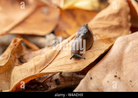 Dusky slug (Arion subfuscus) in movimento attraverso foglie figliata da destra a sinistra Foto Stock