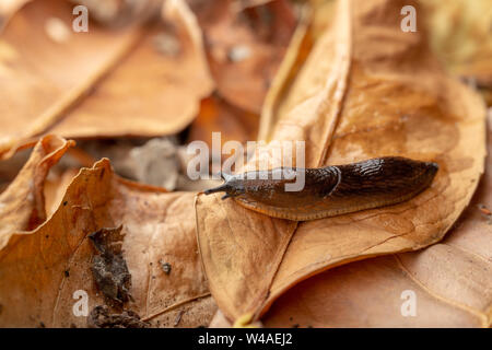 Dusky slug (Arion subfuscus) in movimento attraverso foglie figliata da destra a sinistra Foto Stock