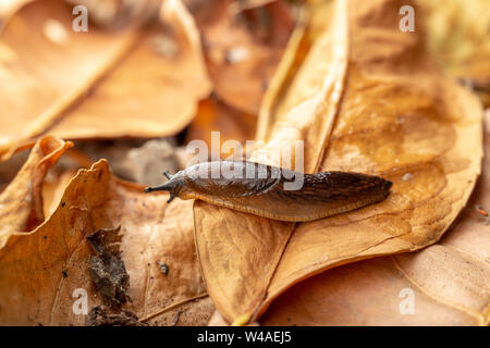 Dusky slug (Arion subfuscus) in movimento attraverso foglie figliata da destra a sinistra Foto Stock