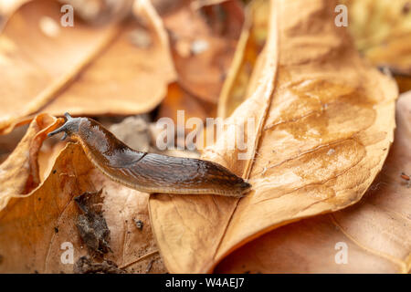 Dusky slug (Arion subfuscus) in movimento attraverso foglie figliata da destra a sinistra Foto Stock