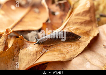 Dusky slug (Arion subfuscus) in movimento attraverso foglie figliata da destra a sinistra Foto Stock