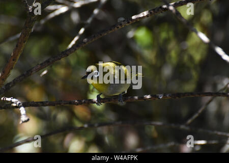 Cape White-Eye Bird (Zosterops pallido) curiosamente cercando Foto Stock