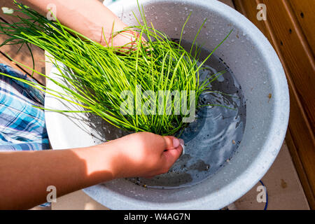 Erba cipollina pot pianta è irrigato in una benna Foto Stock