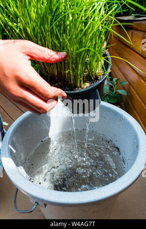 Erba cipollina pot pianta è irrigato in una benna Foto Stock