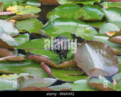 Un piccolo pulcino moorhen passi con circospezione sui suoi piedi lobati attraverso le ninfee in un laghetto in giardino. Foto Stock