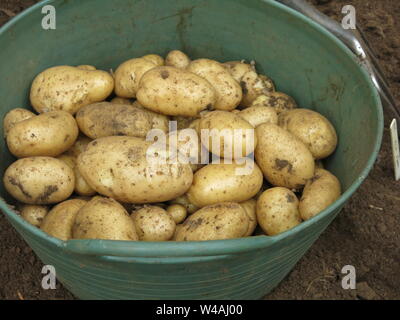 Trug piena di appena raccolti di patate, seconda earlies, una gustosa varietà produttiva chiamato Wilja; da un inglese di giardino sul retro nel luglio 2019 Foto Stock