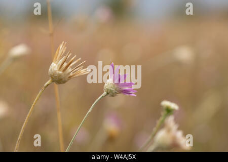 Steppa fiori selvatici. Messa a fuoco selettiva di mattina presto Foto Stock