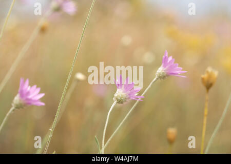 Steppa fiori selvatici. Messa a fuoco selettiva di mattina presto Foto Stock