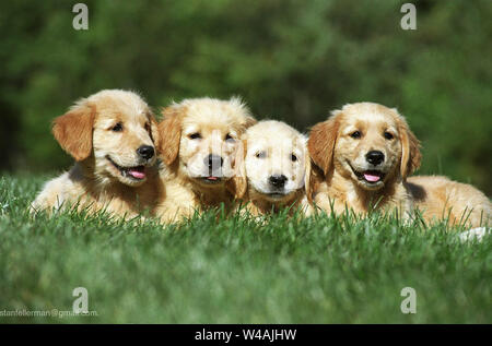 Quattro golden retriever posa in erba Foto Stock