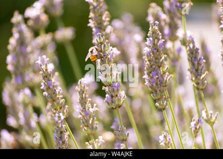 Le api e i fiori di lavanda in colline Bolognesi in Italia Foto Stock
