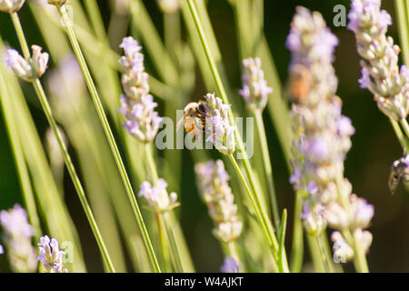 Le api e i fiori di lavanda in colline Bolognesi in Italia Foto Stock
