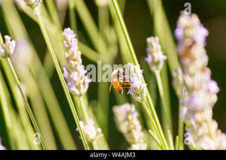 Le api e i fiori di lavanda in colline Bolognesi in Italia Foto Stock