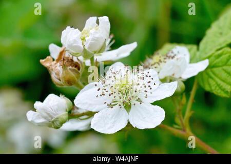 Rovo o di Blackberry (Rubus fruticosus), in prossimità di un grappolo di fiori e boccioli. Foto Stock