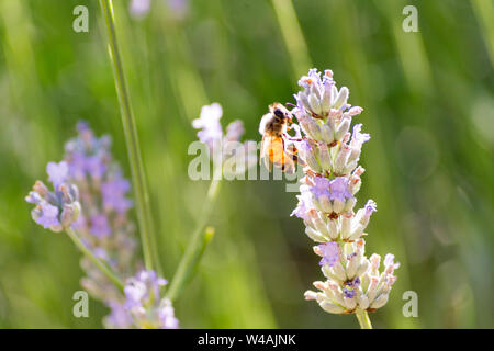 Le api e i fiori di lavanda in colline Bolognesi in Italia Foto Stock