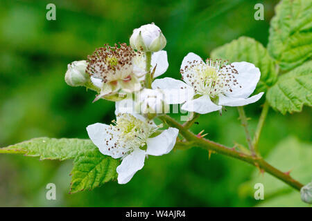 Rovo o di Blackberry (Rubus fruticosus), in prossimità di un grappolo di fiori e boccioli. Foto Stock