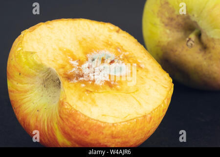 Mela marcia su nero in vista dall'alto. Apple mordere marcio livido. Foto Stock