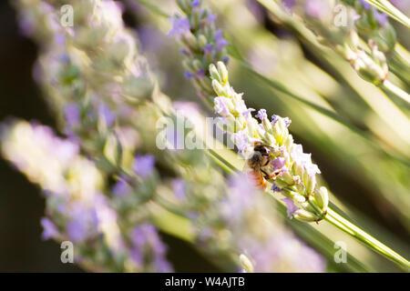 Le api e i fiori di lavanda in colline Bolognesi in Italia Foto Stock