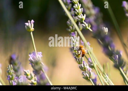 Le api e i fiori di lavanda in colline Bolognesi in Italia Foto Stock