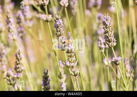 Le api e i fiori di lavanda in colline Bolognesi in Italia Foto Stock