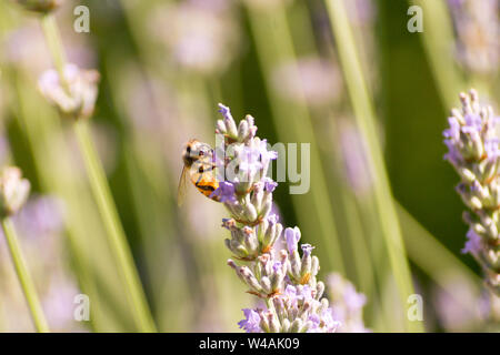 Le api e i fiori di lavanda in colline Bolognesi in Italia Foto Stock