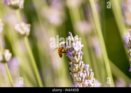 Le api e i fiori di lavanda in colline Bolognesi in Italia Foto Stock