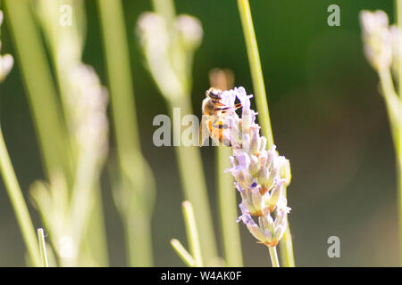 Le api e i fiori di lavanda in colline Bolognesi in Italia Foto Stock