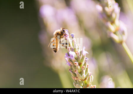 Le api e i fiori di lavanda in colline Bolognesi in Italia Foto Stock