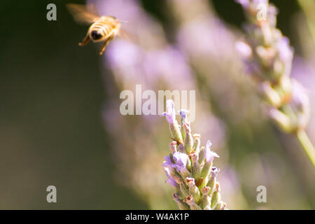 Le api e i fiori di lavanda in colline Bolognesi in Italia Foto Stock