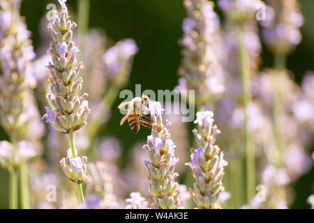 Le api e i fiori di lavanda in colline Bolognesi in Italia Foto Stock