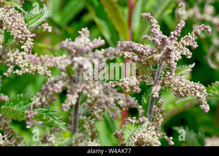 Comune o ortica (Urtica dioica), chiudere fino che mostra la pianta in fiore. Foto Stock