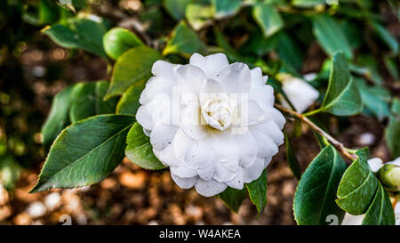 Camellia japonica Alba Plena closeup 2 Foto Stock