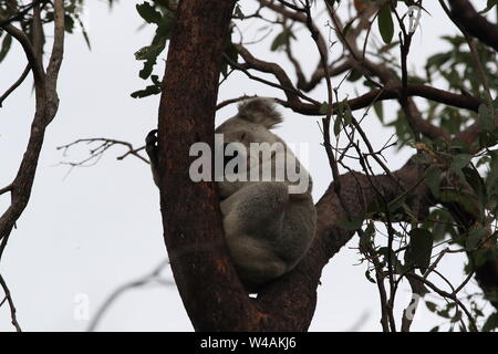 Un Koala si siede in una struttura ad albero su Magnetic Island, in Australia Foto Stock