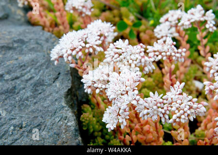 White Stonecrop (sedum album), in prossimità di un cluster di piante in fiore cresce in un grande masso. Foto Stock