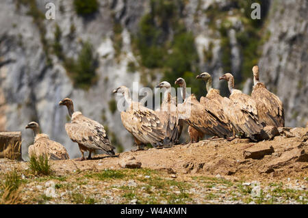 Gruppo di avvoltoi grifone (Gyps fulvus) arroccato in un avvoltoio punto alimentatore in Chistau valley (Sobrarbe, Huesca, Pirenei, Aragona, Spagna) Foto Stock