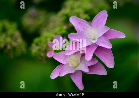 fiore di ortensia rosa/viola lacecap Foto Stock
