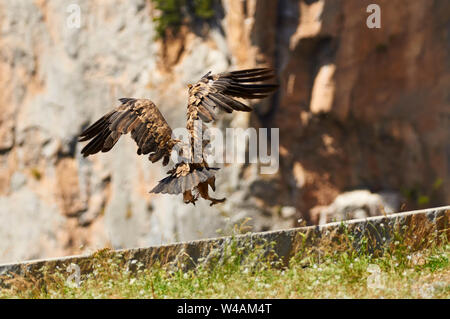 Grifone (Gyps fulvus) lo sbarco in un avvoltoio punto alimentatore in Chistau valley (Sobrarbe, Huesca, Pirenei, Aragona, Spagna) Foto Stock